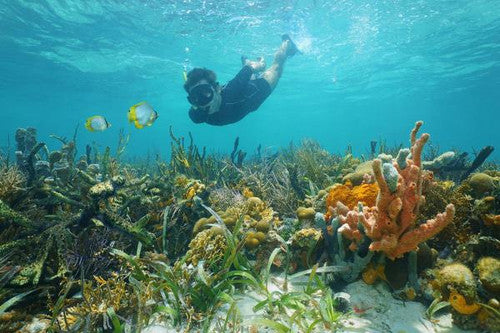 Belize Manatee Conservation | Travel with a Cause