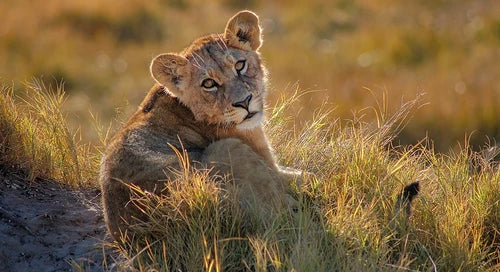 BOTSWANA & ZIMBABWE WILDLIFE SAFARI | Travel with a Cause